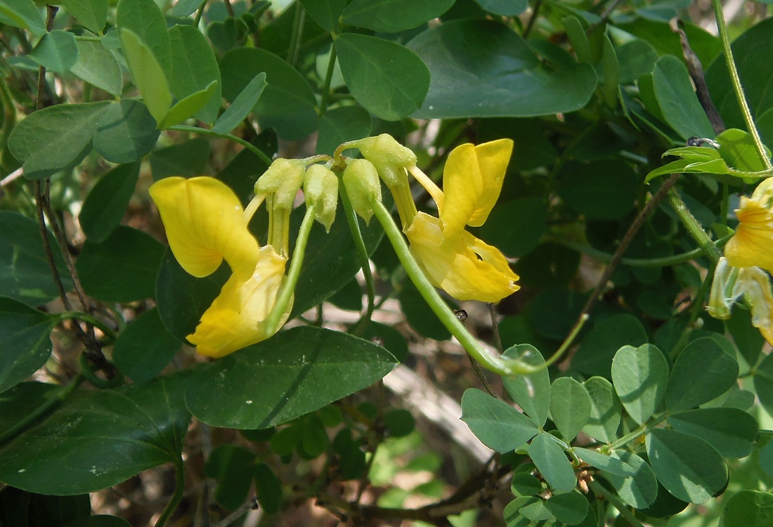 Изображение особи Hippocrepis emeroides.