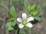 Cerastium pseudobulgaricum. Верхушка побега с цветком и бутонами. Украина, г. Запорожье, о-в Хортица, песчаный участок в центральной части острова. 06.04.2013.