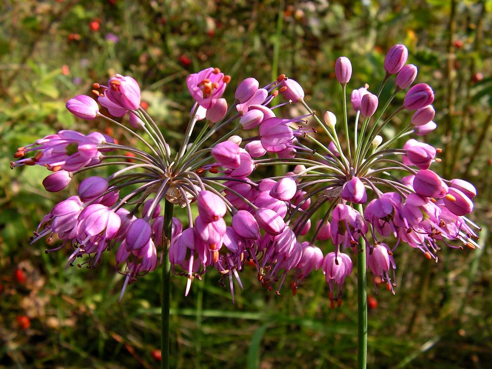 Изображение особи Allium sacculiferum.