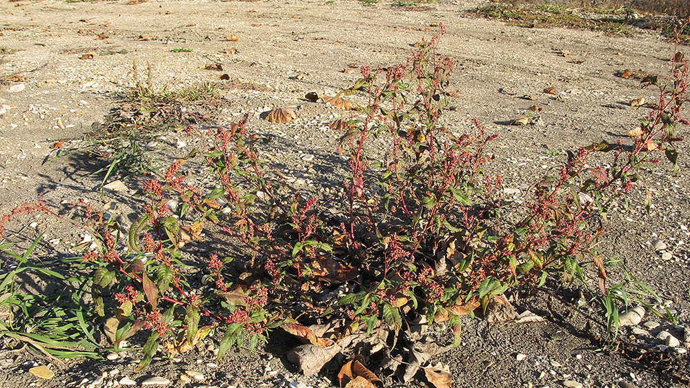 Image of Persicaria maculosa specimen.