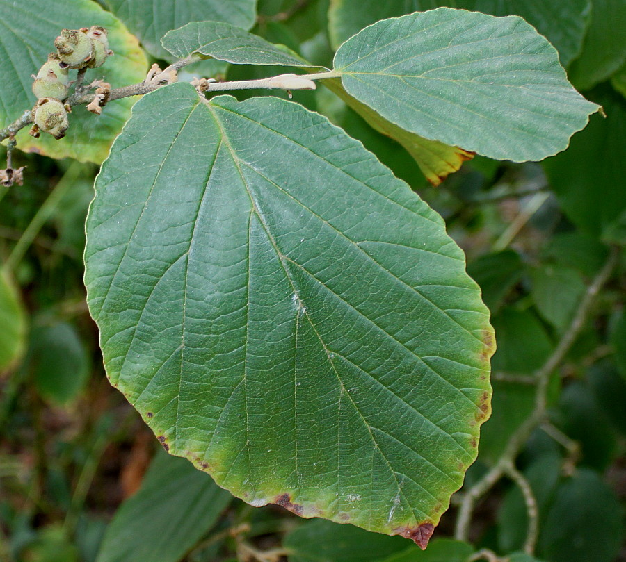 Изображение особи Hamamelis mollis.