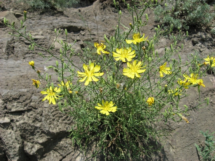 Image of Youngia tenuifolia specimen.