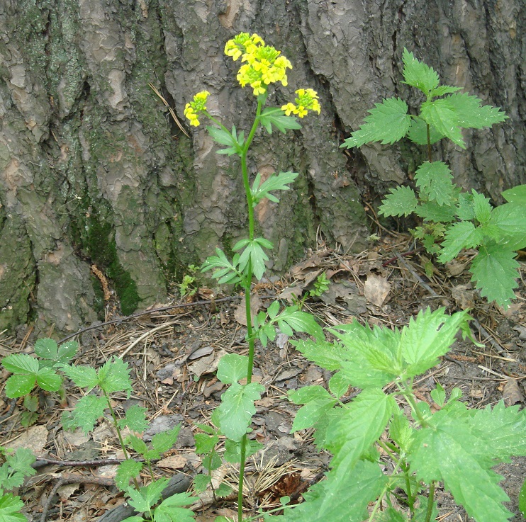 Image of Barbarea arcuata specimen.