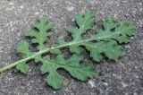 Solanum citrullifolium