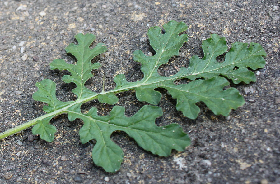 Изображение особи Solanum citrullifolium.