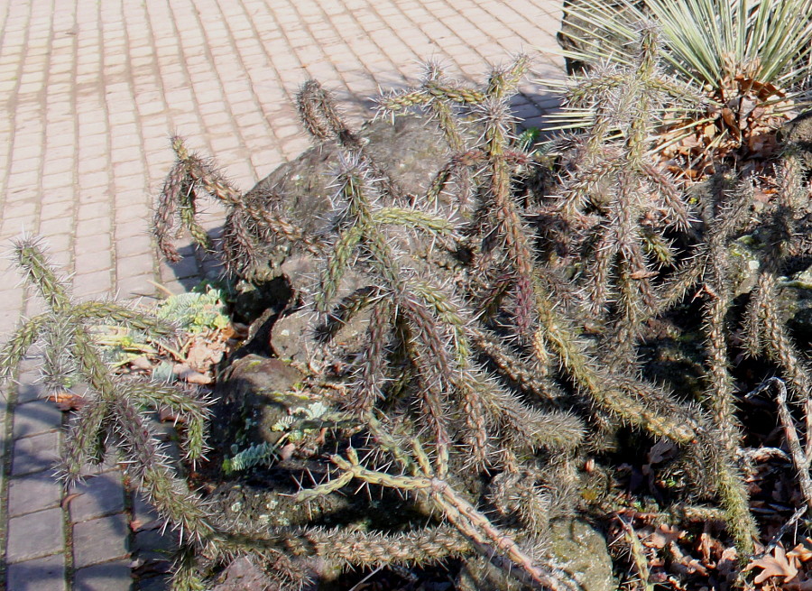 Image of genus Cylindropuntia specimen.