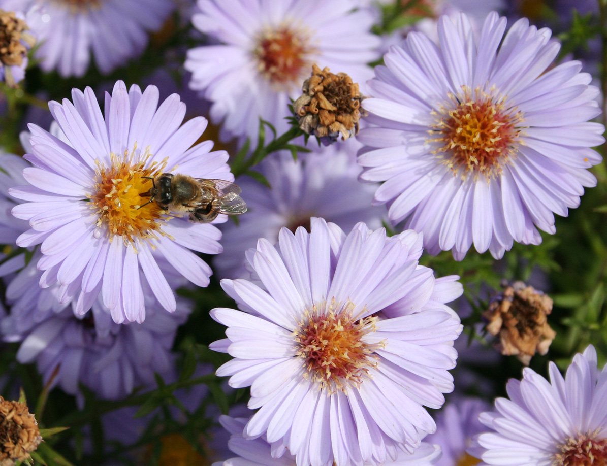 Изображение особи Symphyotrichum &times; versicolor.