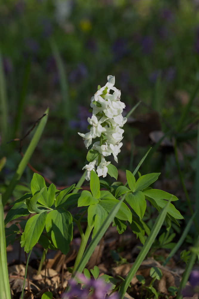 Image of Corydalis cava specimen.