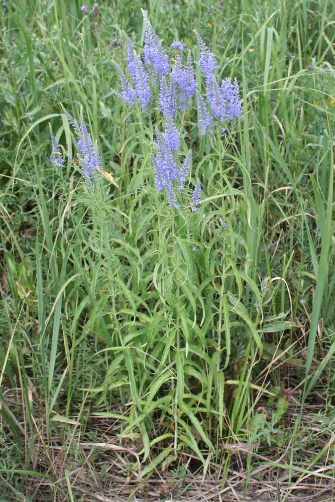 Image of Veronica longifolia specimen.