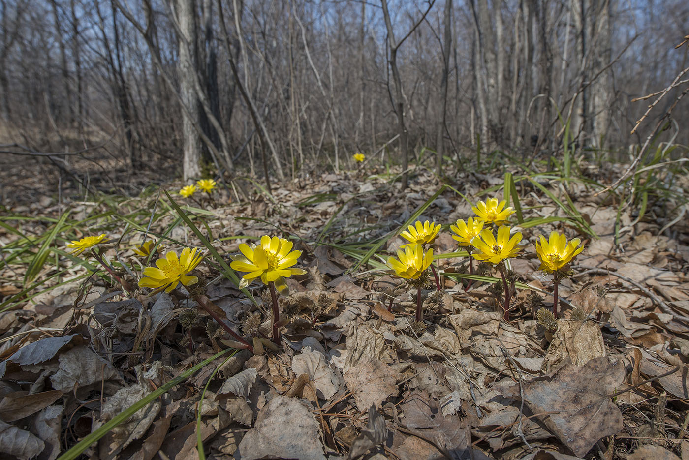 Изображение особи Adonis amurensis.