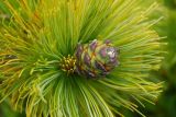 Pinus pumila