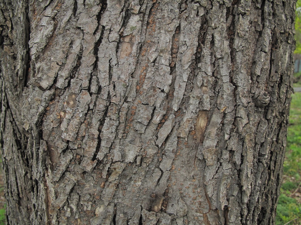 Image of genus Ulmus specimen.