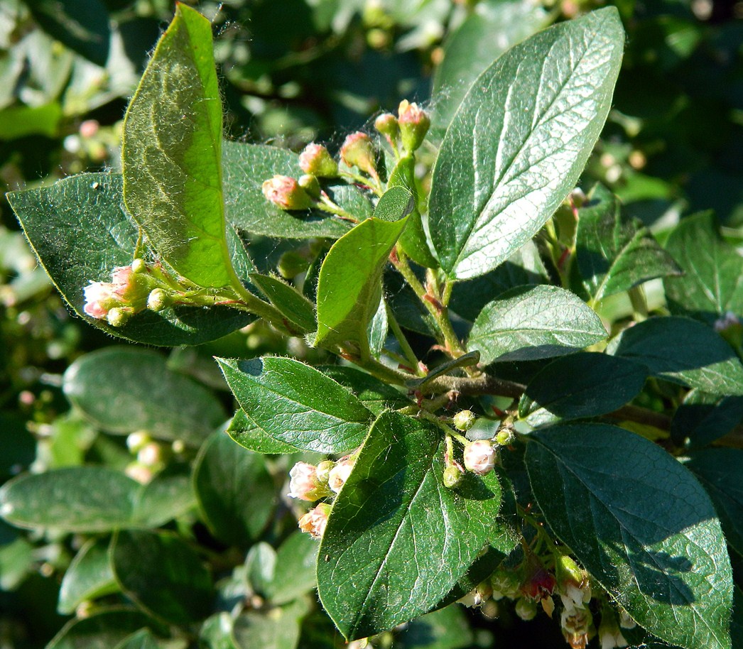 Image of Cotoneaster lucidus specimen.