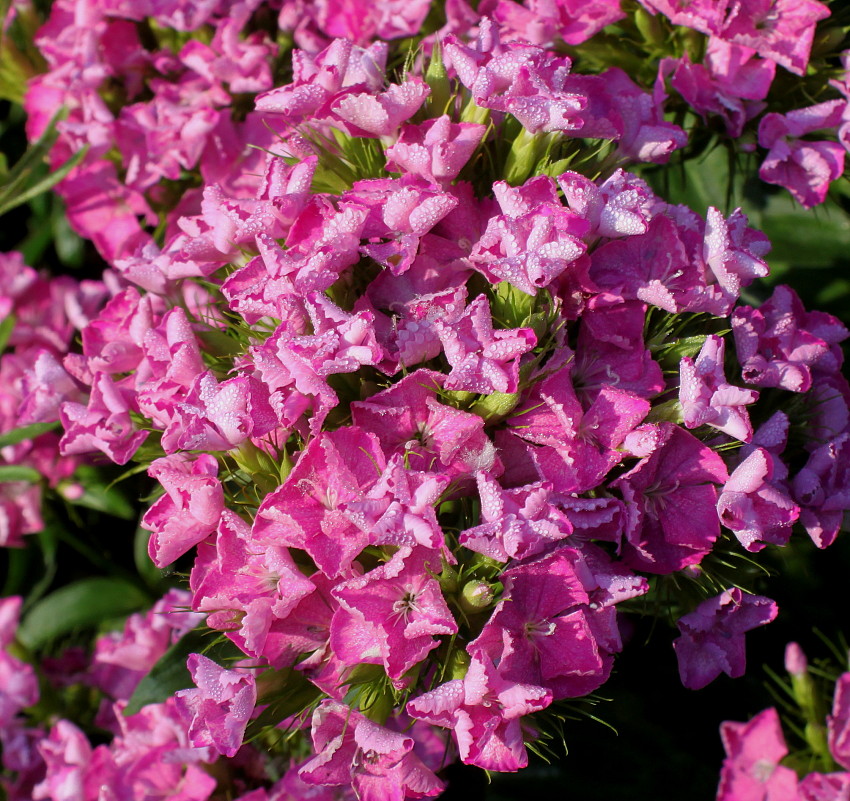 Изображение особи Dianthus barbatus.