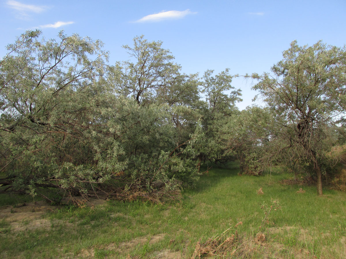 Image of Elaeagnus angustifolia specimen.