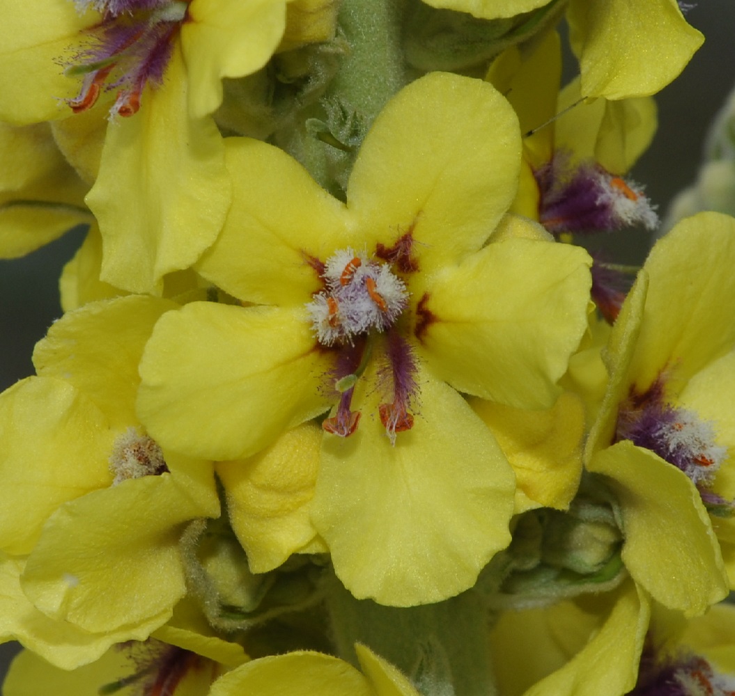 Изображение особи Verbascum eriophorum.