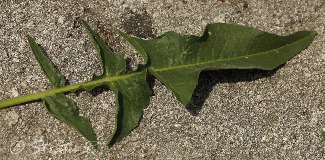 Image of Bunias orientalis specimen.