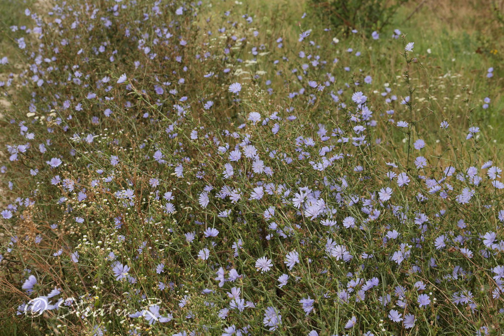 Image of Cichorium intybus specimen.