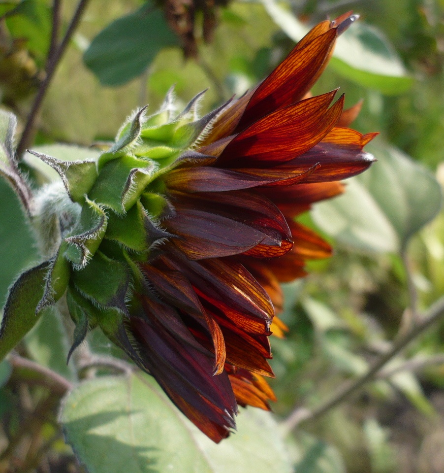 Image of Helianthus annuus specimen.