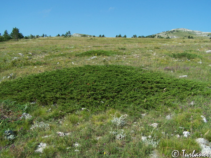 Image of Juniperus sabina specimen.