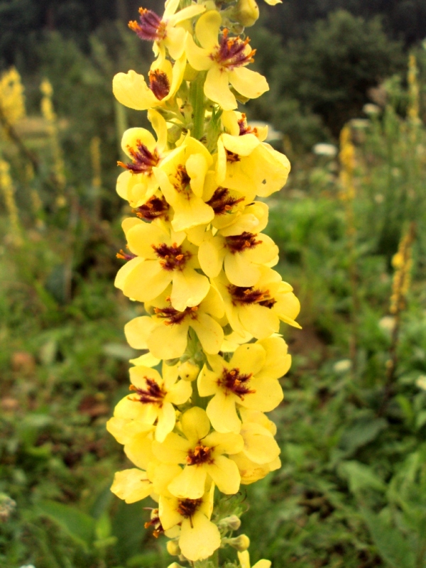 Изображение особи Verbascum nigrum.