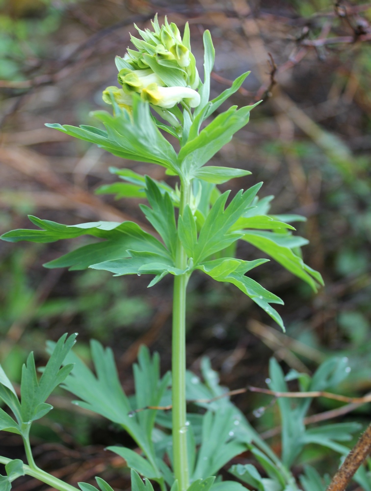 Изображение особи Corydalis nobilis.