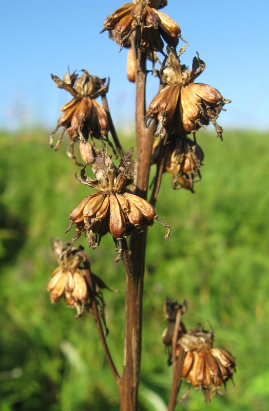 Image of Ligularia glauca specimen.