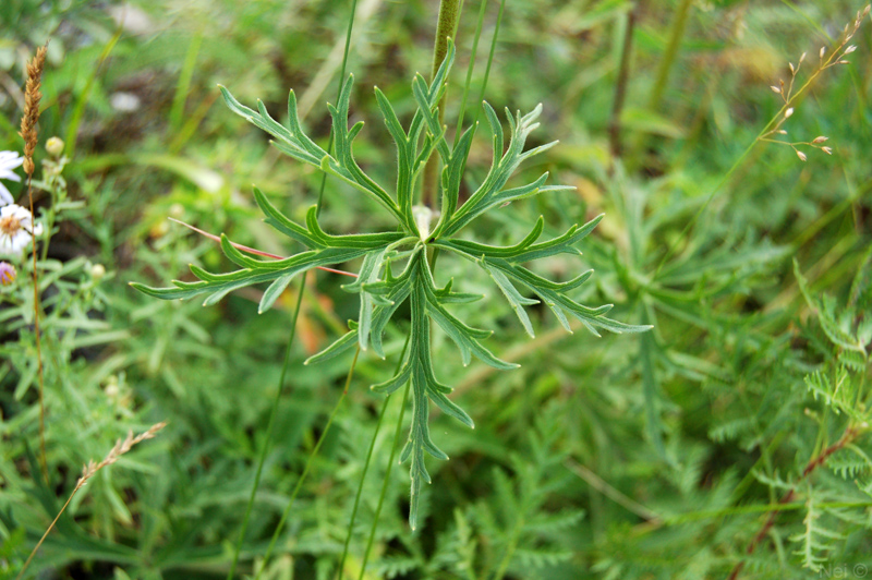 Image of Aconitum barbatum specimen.