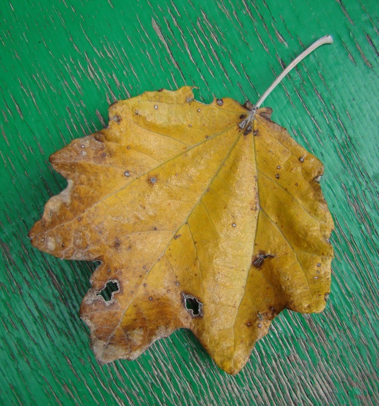 Image of Populus &times; canescens specimen.