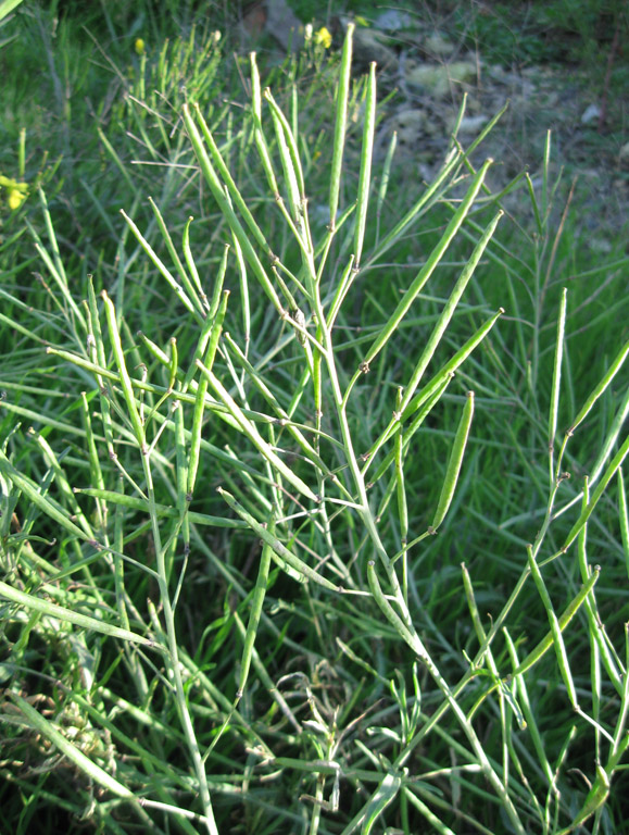 Изображение особи Diplotaxis tenuifolia.