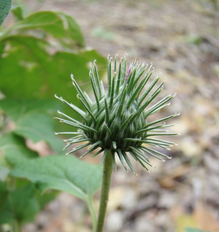 Image of Arctium tomentosum specimen.