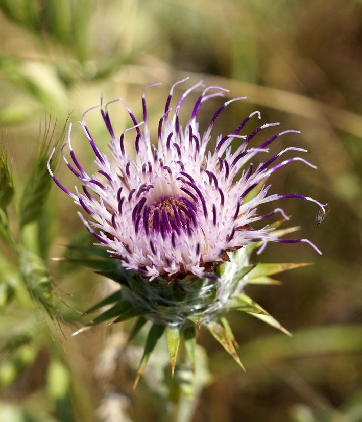 Изображение особи Cousinia microcarpa.