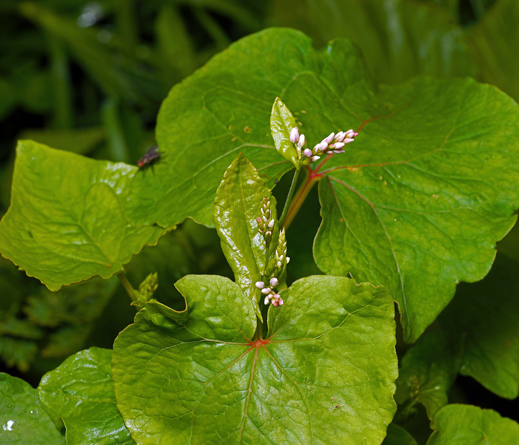 Image of genus Fagopyrum specimen.