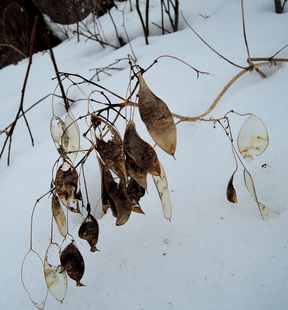 Изображение особи Lunaria rediviva.