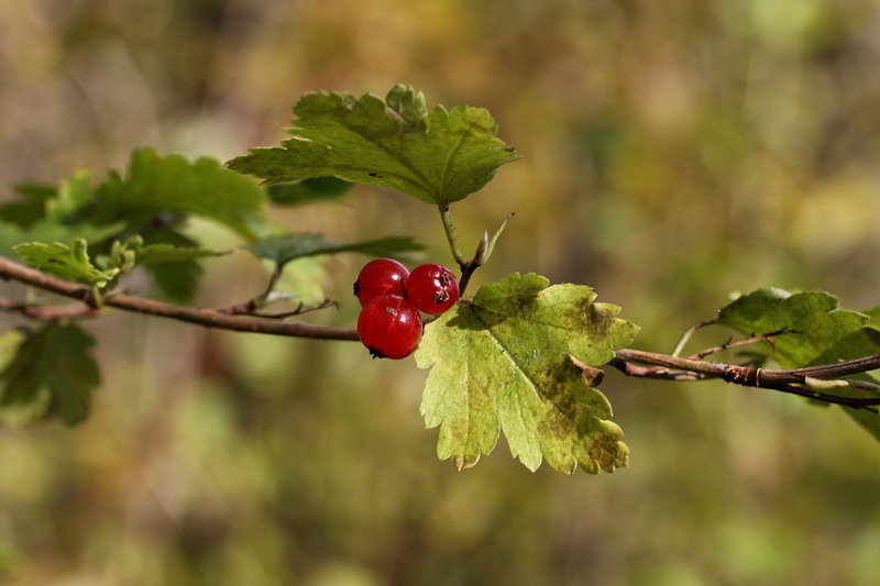 Image of Ribes alpinum specimen.