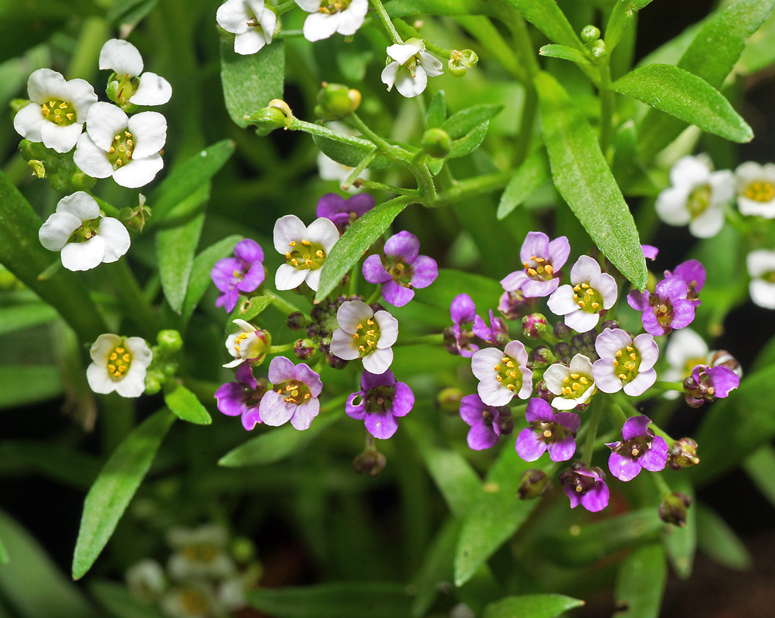 Image of Lobularia maritima specimen.