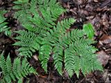 Dryopteris expansa. Вайя. Приморье, Лазовский р-н, остров Петрова, смешанный лес. 09.08.2015.