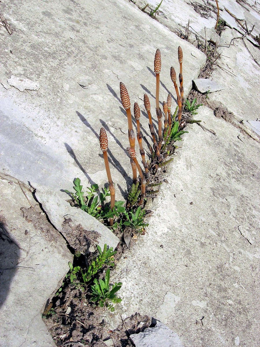 Image of Equisetum arvense specimen.