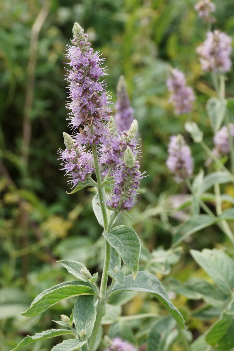 Image of Mentha asiatica specimen.