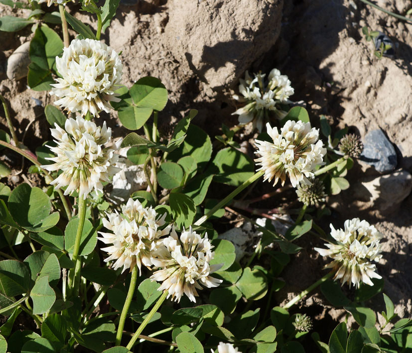 Image of Trifolium repens specimen.