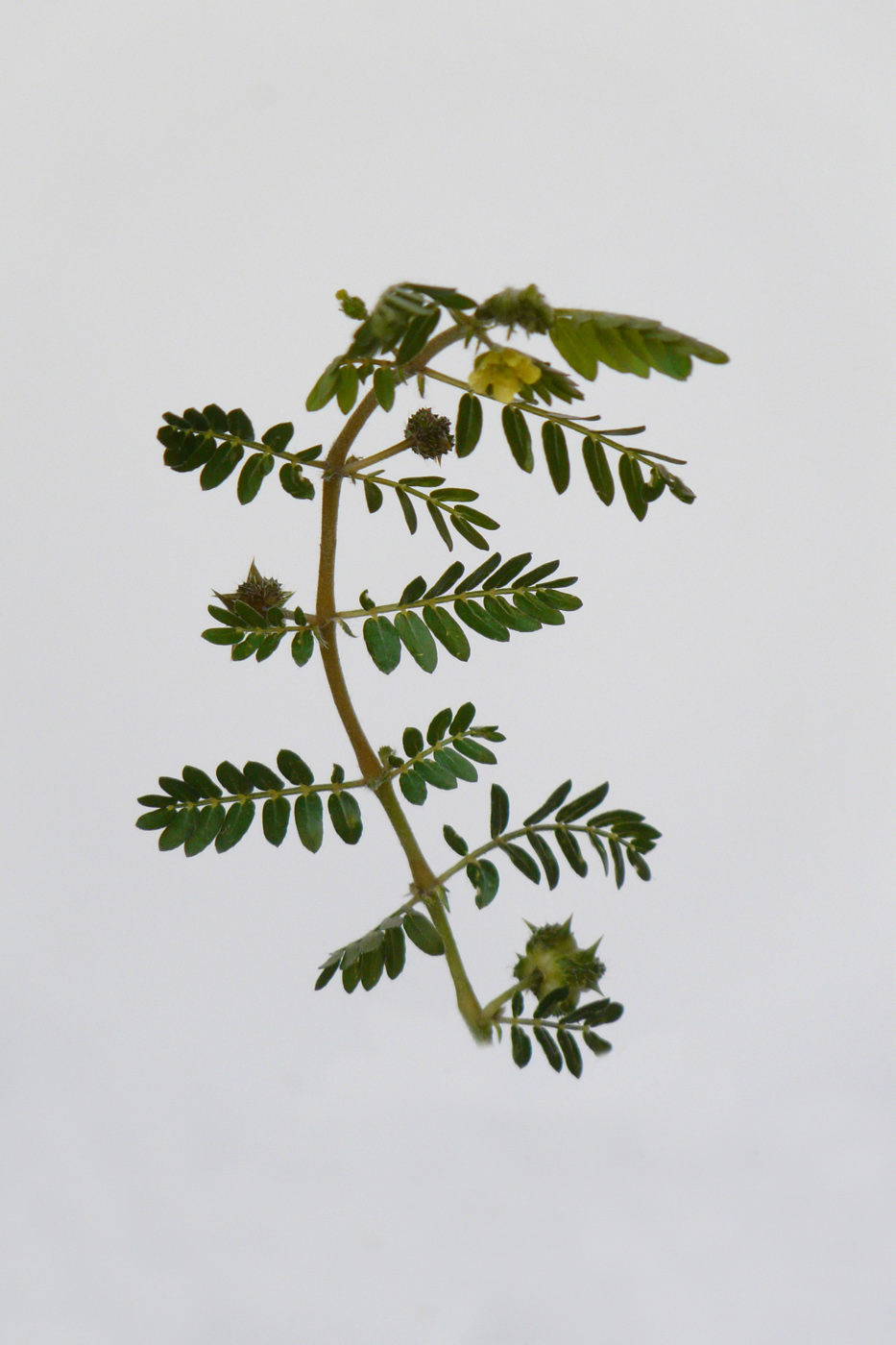 Image of Tribulus terrestris specimen.