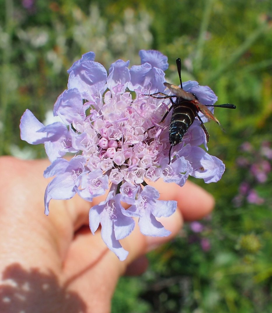 Image of Scabiosa columbaria specimen.