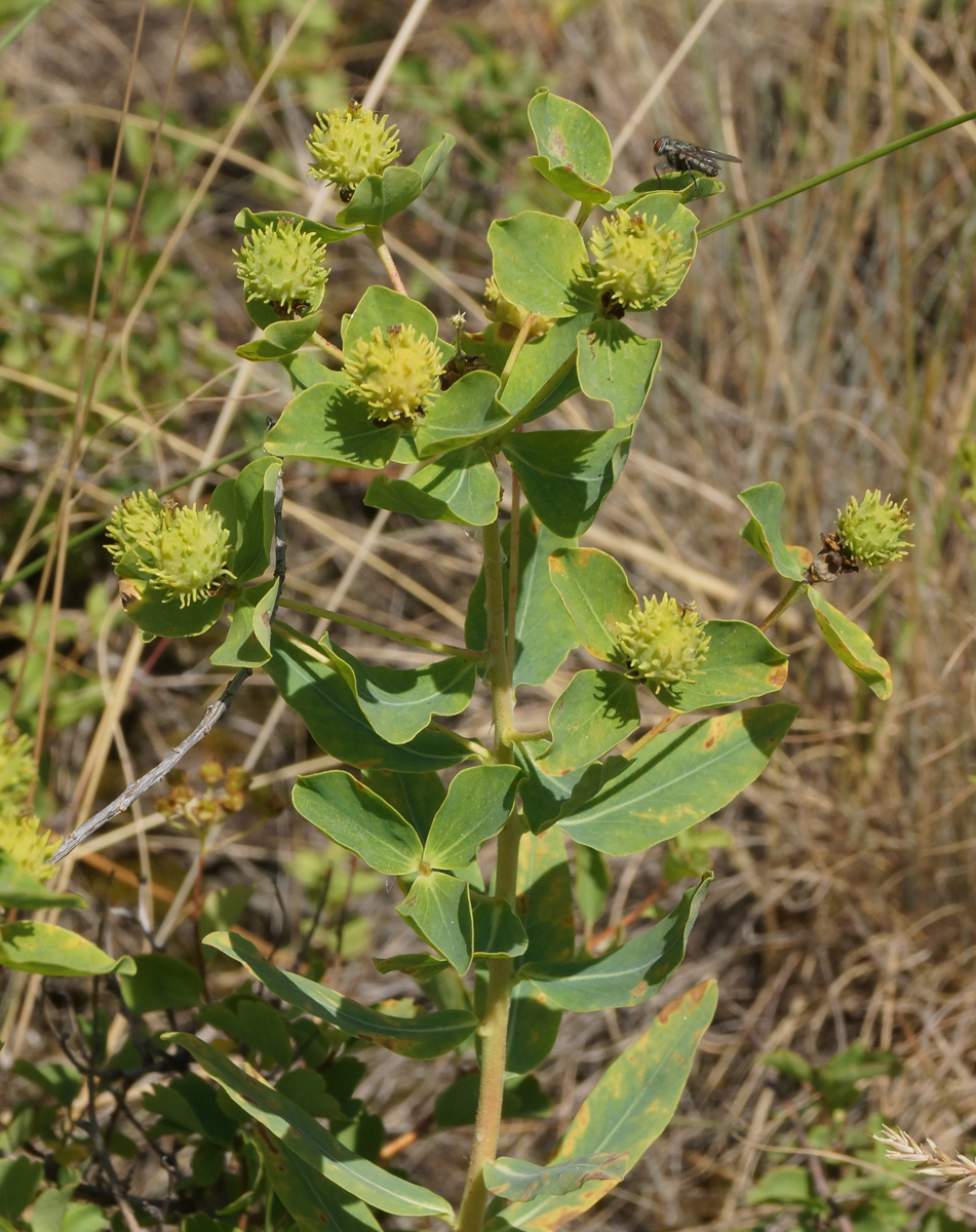 Изображение особи Euphorbia macrorhiza.