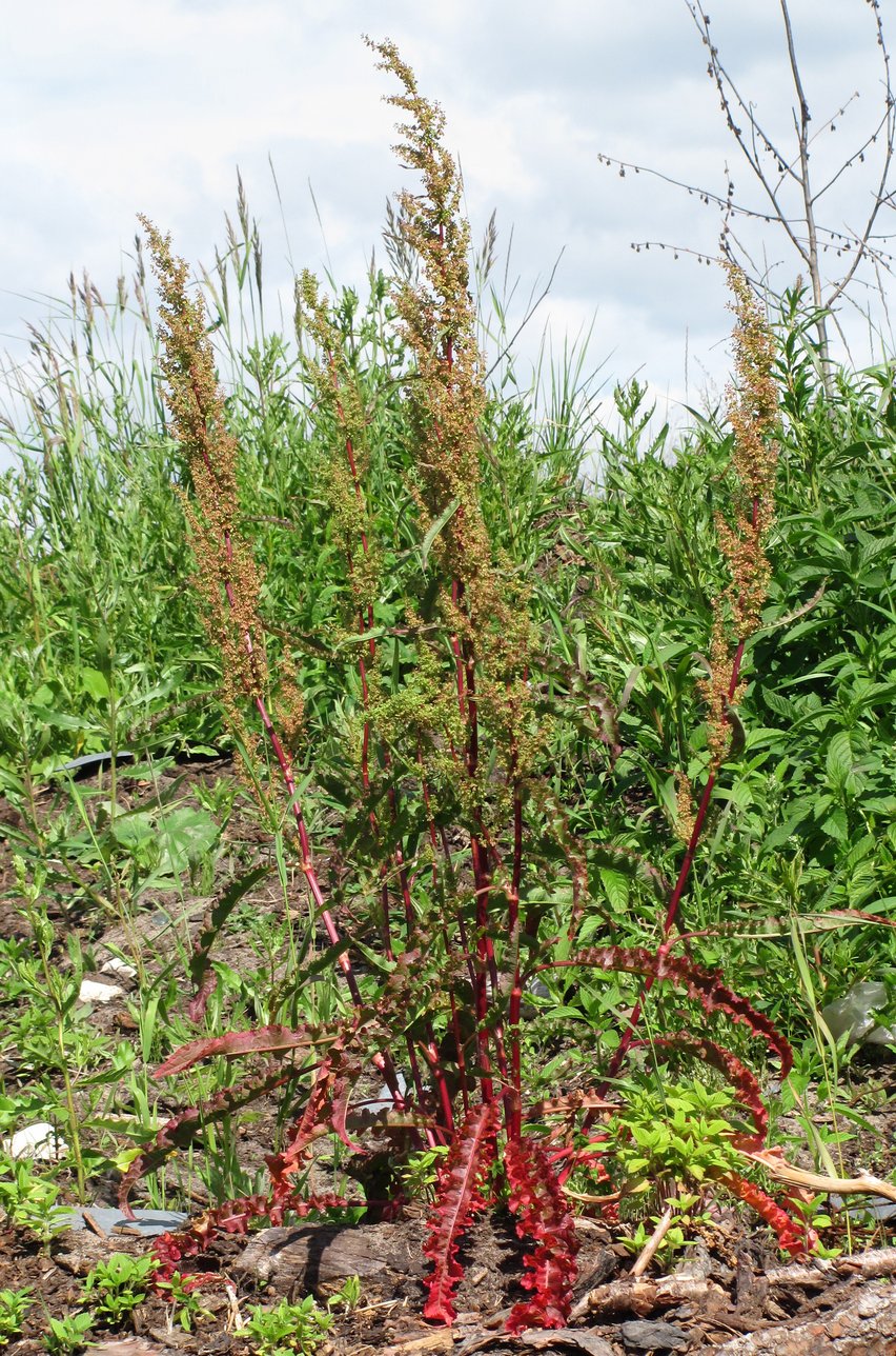 Изображение особи Rumex crispus.