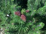Pinus mugo. Ветвь с молодыми шишками. Москва, Ботанический сад им. Цицина. 14.06.2011.