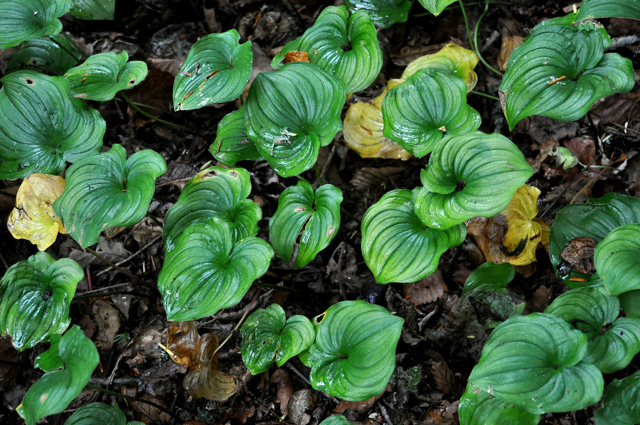 Image of Maianthemum dilatatum specimen.