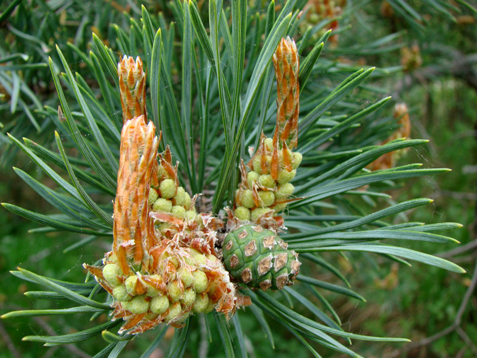 Image of Pinus sylvestris specimen.