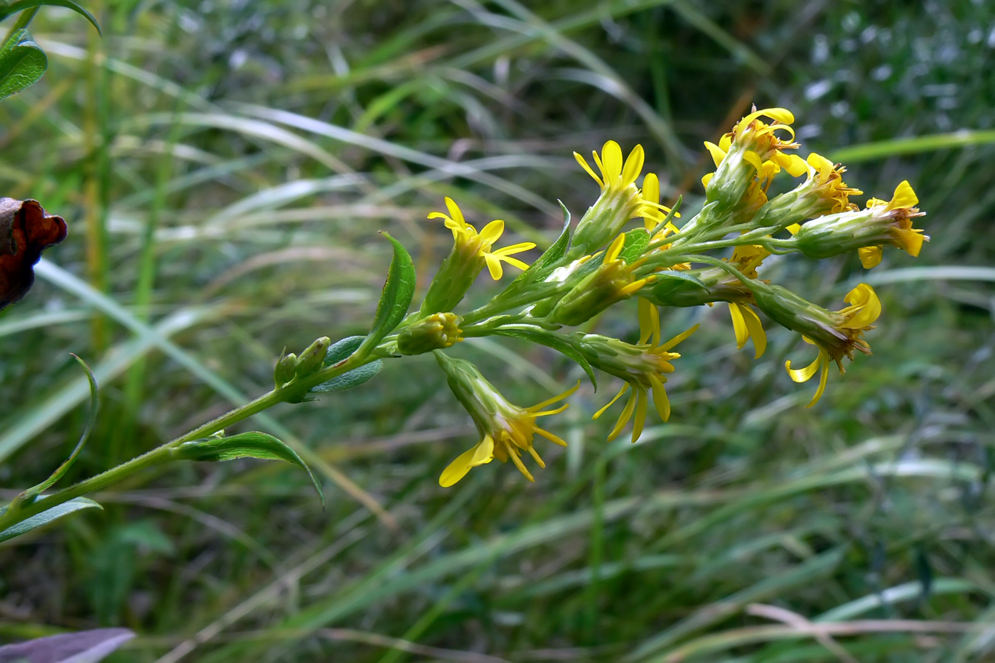 Image of Solidago virgaurea specimen.