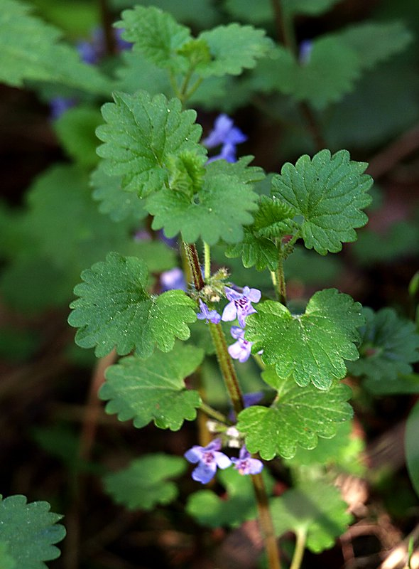 Image of Glechoma hederacea specimen.