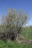 genus Salix